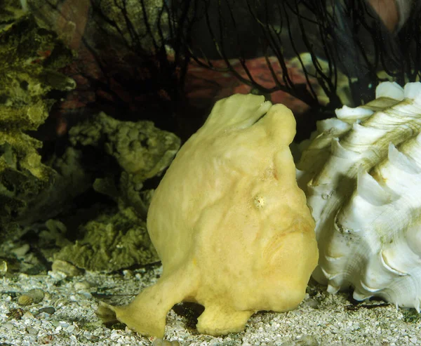 Giant Frogfish Antennarius Commersonii — Stock Photo, Image