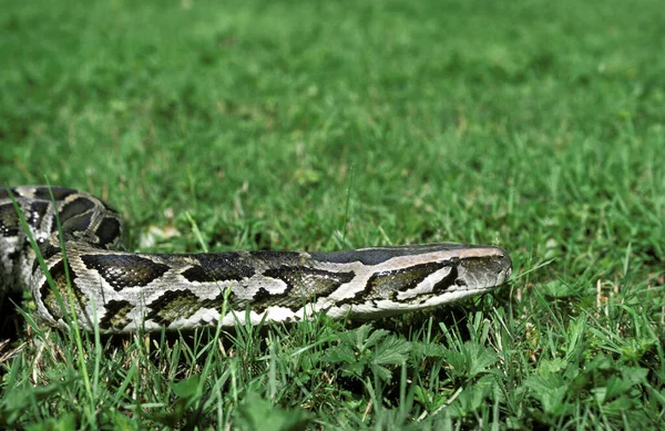 Indian Python Python Molurus — 스톡 사진