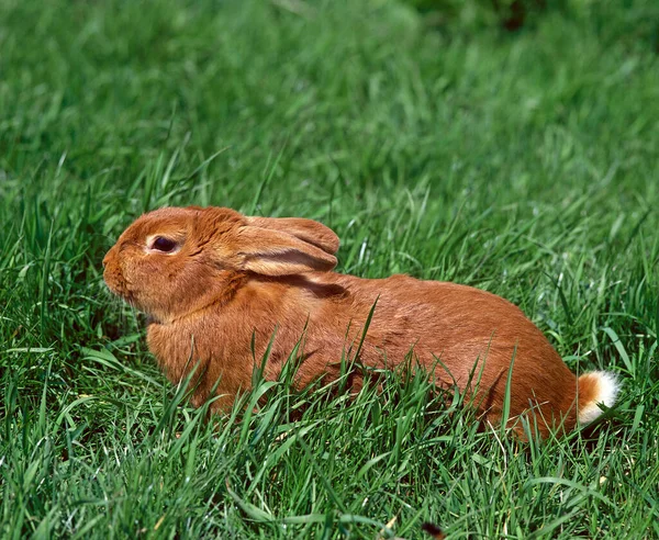 Domestic Rabbit Fauve Bourgogne Французская Порода Бургундии — стоковое фото