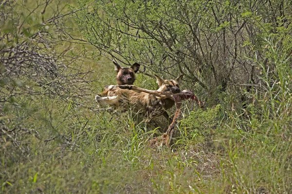 Afrika Vahşi Köpeği Lycaon Pictus Kudu Namibya Leşi Yiyor — Stok fotoğraf