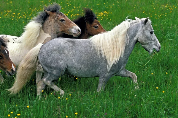 Caballo Americano Miniatura Grupo Meadow —  Fotos de Stock