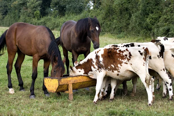 Cavalo Trote Francês Vaca Normandia Gado Doméstico — Fotografia de Stock