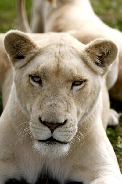 Leão Branco Panthera Leo Krugensis Retrato Feminino — Fotografia de Stock