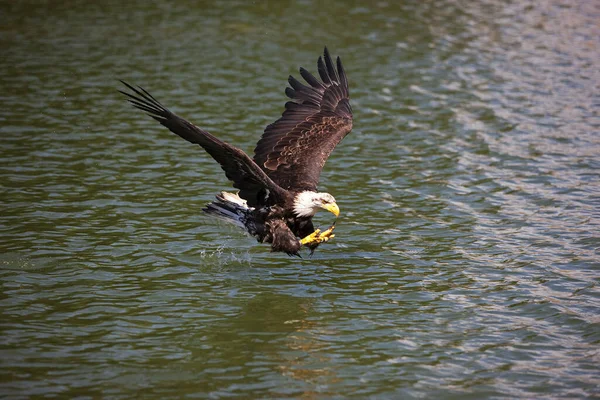 Bald Eagle Haliaeetus Leucocephalus Imaturo Voo Acima Água Pesca — Fotografia de Stock