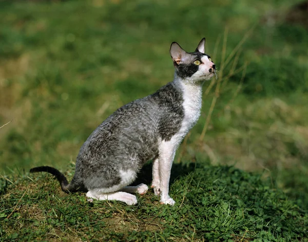 Humo Córnico Blanco Rex Gato Doméstico Hombre Sentado Hierba —  Fotos de Stock