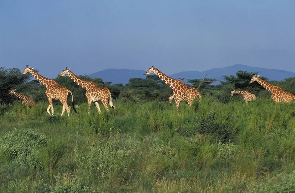 Żyrafa Siatkowa Żyrafa Camelopardalis Reticulata Stado Savannah Samburu Park Kenii — Zdjęcie stockowe