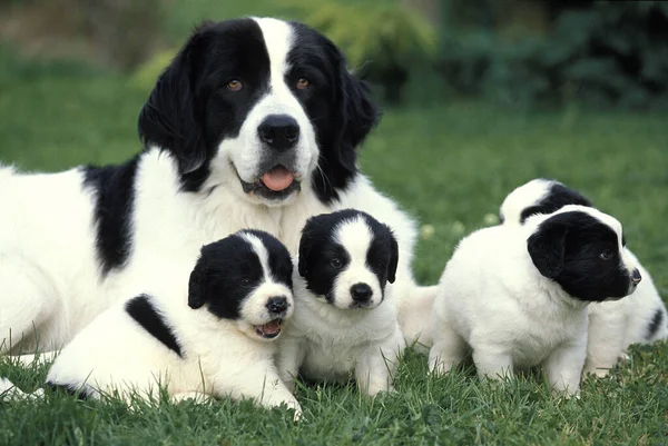 Landseer Dog Anya Kölyökkel — Stock Fotó