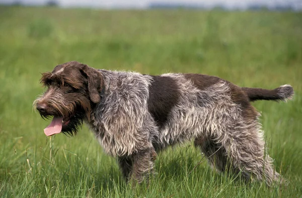 Korthal Dog Wire Haired Griffon Dog Caça — Fotografia de Stock