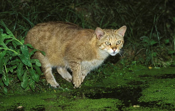 欧洲野猫 在沼泽地捕猎的长毛猫 — 图库照片