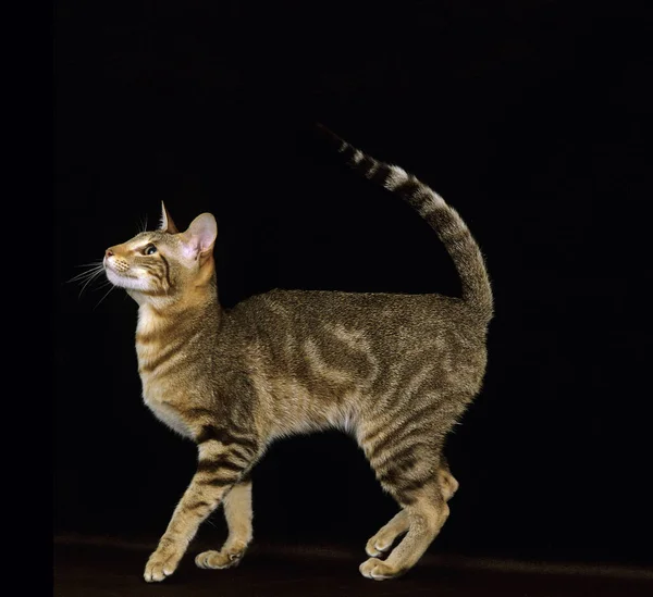 Oriental Brown Tabby Gato Doméstico Contra Fundo Preto — Fotografia de Stock