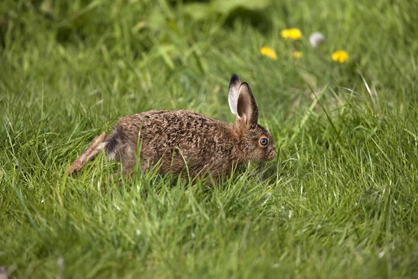 European Brown Hare Lepus Europaeus Leveret Grama Normandia — Fotografia de Stock