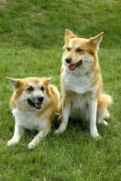 西伯利亚莱卡犬 一种来自俄罗斯的品种 — 图库照片