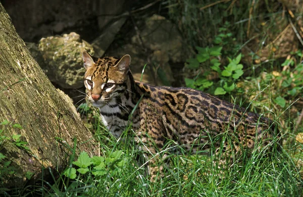 Ocelot Leopardus Pardalis Natural Background — 스톡 사진