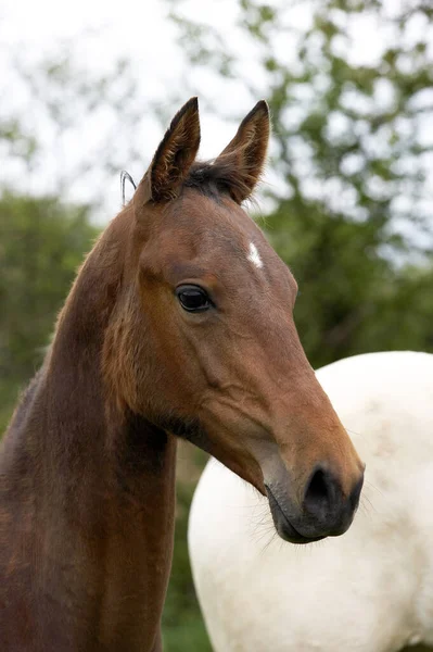 Akhal Teke Raça Cavalo Turquemenistão Retrato Mare — Fotografia de Stock