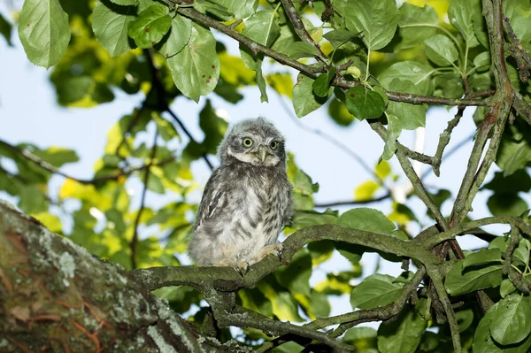 Pequeño Búho Athene Noctua Joven Pie Rama Normandía — Foto de Stock