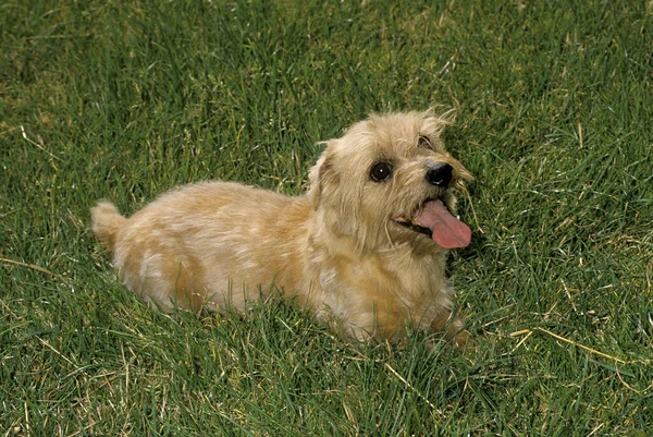 Norfolk Terrier Hund Steht Auf Gras — Stockfoto