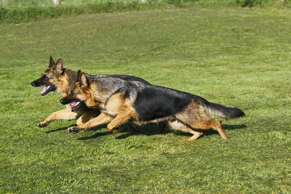 ドイツの羊飼い犬 芝生の上で実行している大人 — ストック写真