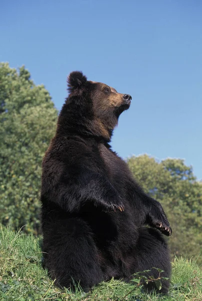 Bruine Beer Ursus Arctos Zittend — Stockfoto