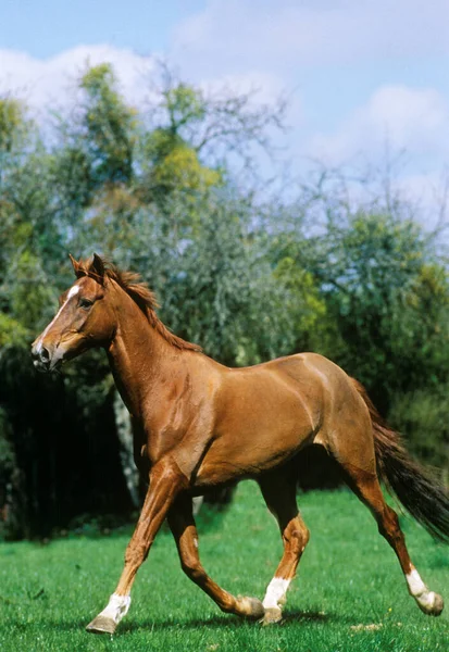 Anglo Árabe Caballo Trotando —  Fotos de Stock