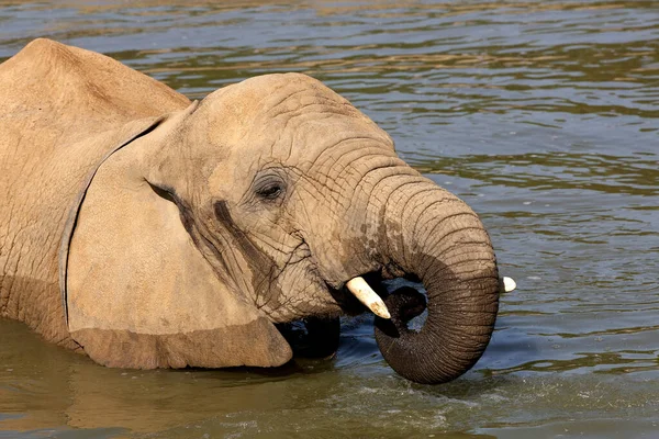 Африканский Слон Loxodonta Africana Взрослый Ванной — стоковое фото