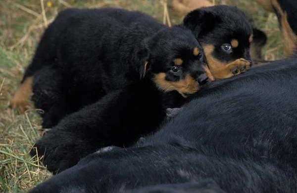 Rottweiler Dog Mother Pup Suckling — 图库照片