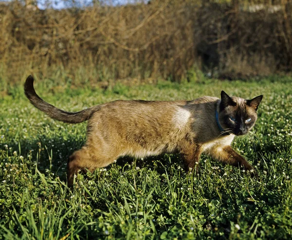 Seal Point Siamese Domestic Cat Adult Standing Grass — Stock Photo, Image