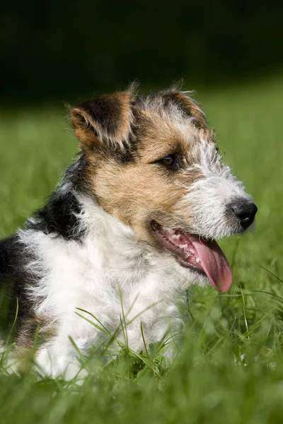 Wire Haired Fox Terrier Dog Pup Laying Lawn — Stockfoto