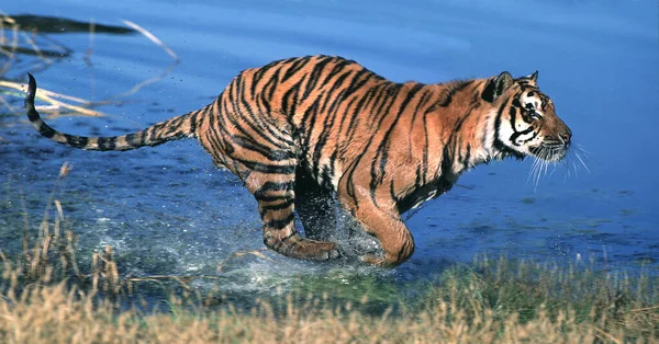 Bengalisk Tiger Panthera Tigris Tigris Vuxen Som Rinner Genom Vatten — Stockfoto