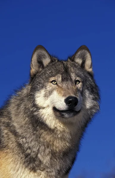 Lobo Gris Norteamericano Canis Lupus Occidentalis Retrato Canadá — Foto de Stock