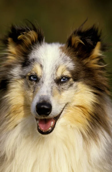 Shetland Sheepdog Retrato Perro Adulto —  Fotos de Stock