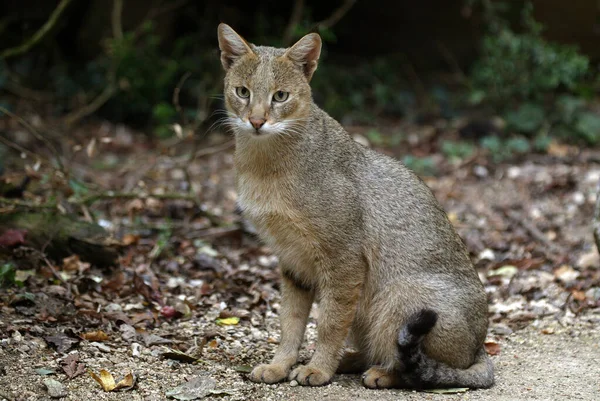 Jungle Cat Felis Chaus Female — Stock Photo, Image