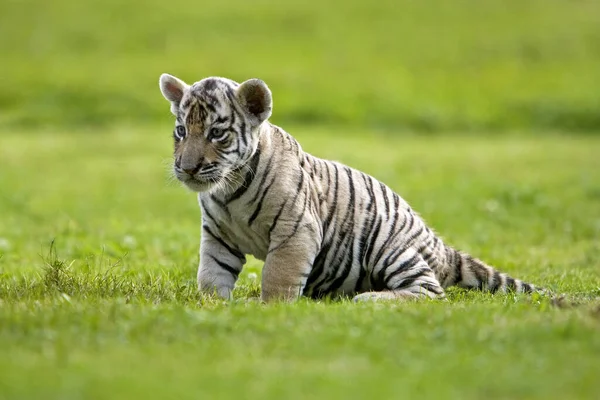 Biały Tygrys Tygrys Panterowy Cub Stojący Trawie — Zdjęcie stockowe