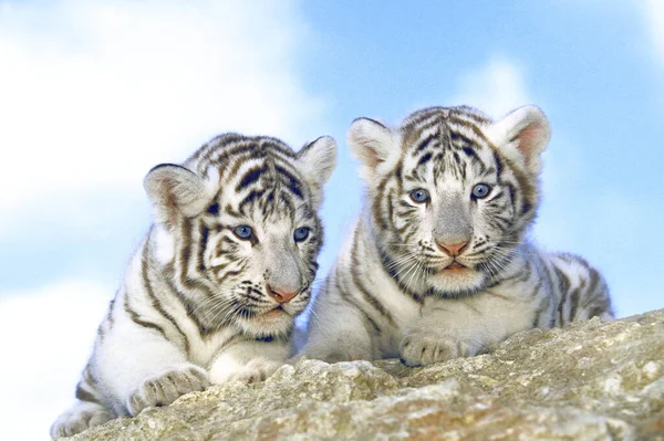 Tigre Blanc Panthera Tigris Louveteau — Photo
