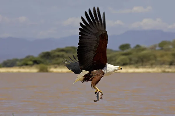 Afrikai Hal Sas Haliaeetus Vocifer Felnőtt Repülés Halászat Baringo Hal — Stock Fotó