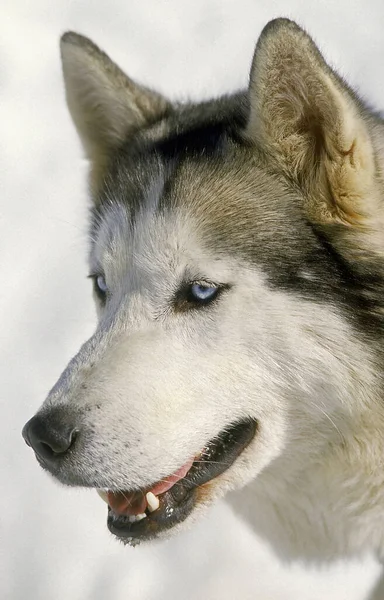 Σιβηρίας Husky Πορτρέτο Ενηλίκων — Φωτογραφία Αρχείου