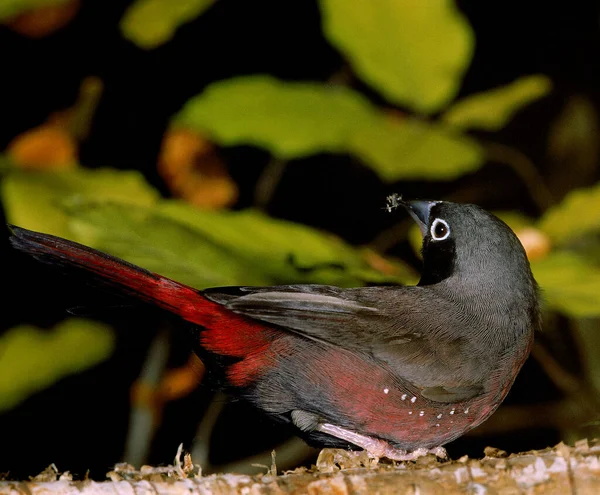 Vinaceous Fire Finch or Black-Faced Fire Finch, lagonosticta vinacea