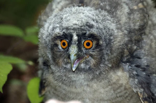 Gufo Dalle Orecchie Lunghe Asio Otus Giovane Chiamata Normandia — Foto Stock