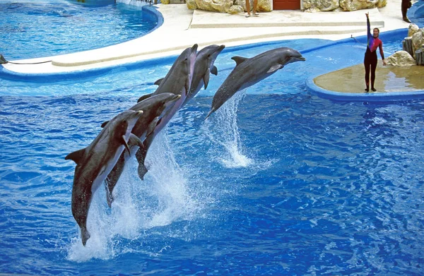 Delfín Nariz Botella Tursiops Truncatus Espectáculo Sea World Florida — Foto de Stock