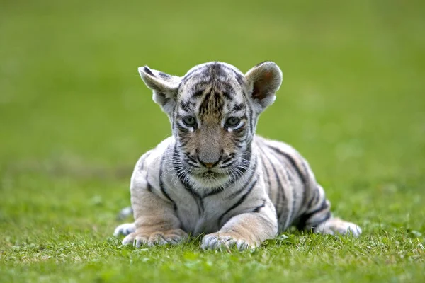 Fehér Tigris Párductigris Fűre Álló Kölyök — Stock Fotó