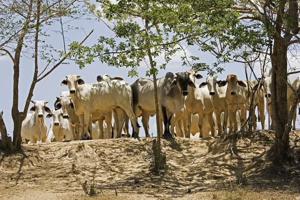 Bovins Domestiques Los Lianos Venezuela — Photo