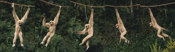 Fehérkezű Gibbon Hilobátos Lár Felnőtt Akasztás Lianán Mozgásszekvencia — Stock Fotó