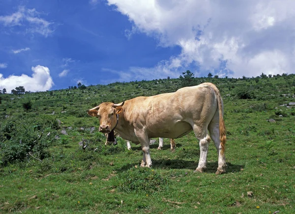 French Domestic Cattle Blonde Aquitaine Cow — 图库照片