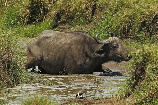 African Buffalo Syncerus Caffer Adult Crossing Waterhole Masai Mara Park — 스톡 사진