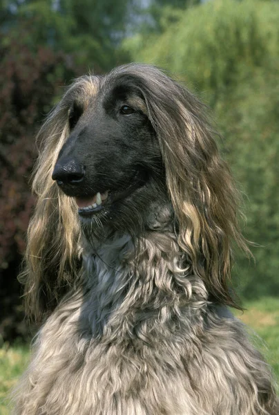 Afghan Hound Portret Van Volwassene — Stockfoto