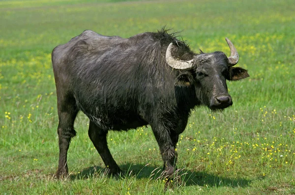 Asiatischer Wasserbüffel Bubalus Arnee Erwachsene — Stockfoto