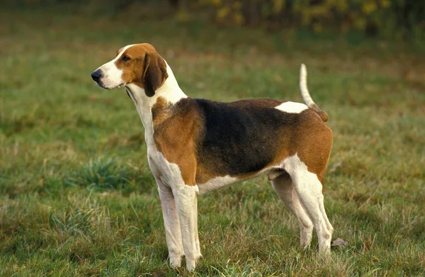 Poitevin Kutya Foxhound Hím — Stock Fotó