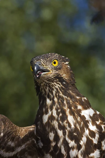 Honey Buzzard Pernis Apivorus Portrét Normandie — Stock fotografie