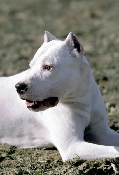 Cão Mastim Argentino Velha Raça Padrão Com Orelhas Cortadas — Fotografia de Stock