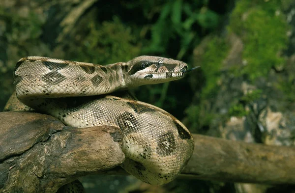 Boa Constrictor Boa Constrictor Adult — Stock fotografie