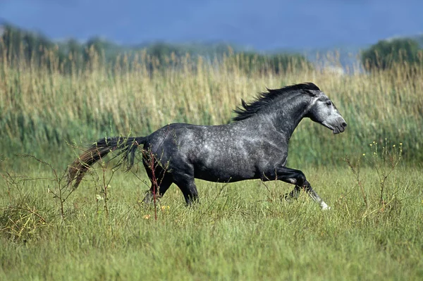 牧草地を駆け抜けるリピザ山馬 — ストック写真